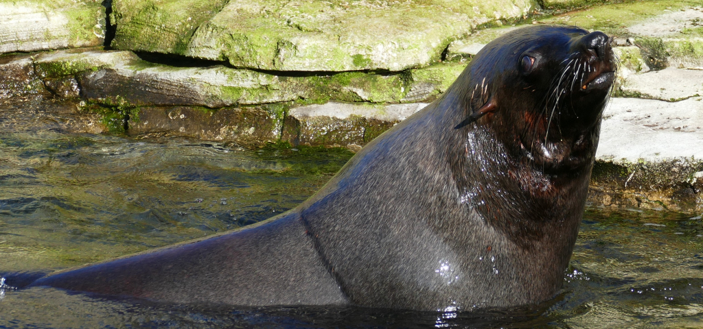 Zoo Frankfurt