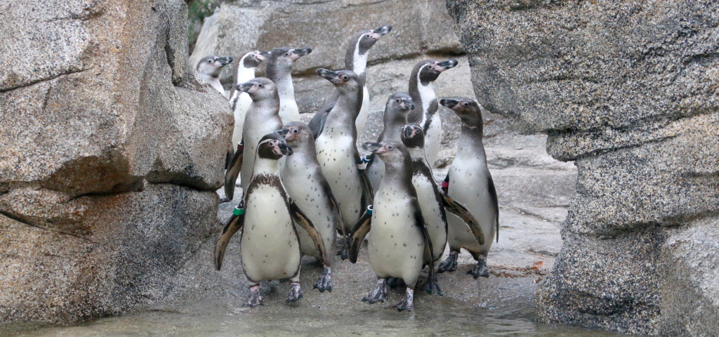 Humboldt-Pinguine. Foto: Matthias Besant