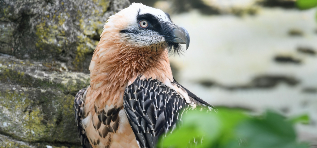 Zoo Frankfurt