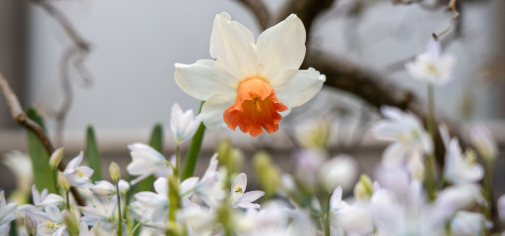 Palmengarten