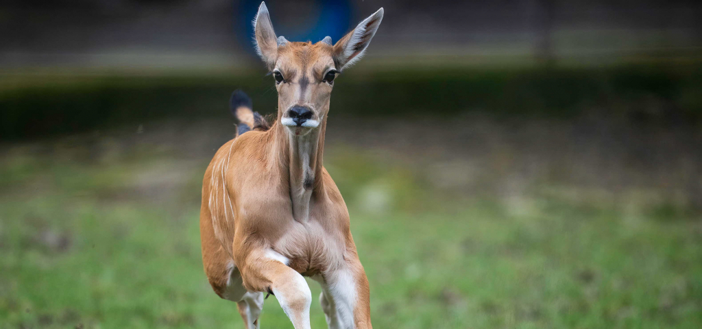 Archiv Opel-Zoo