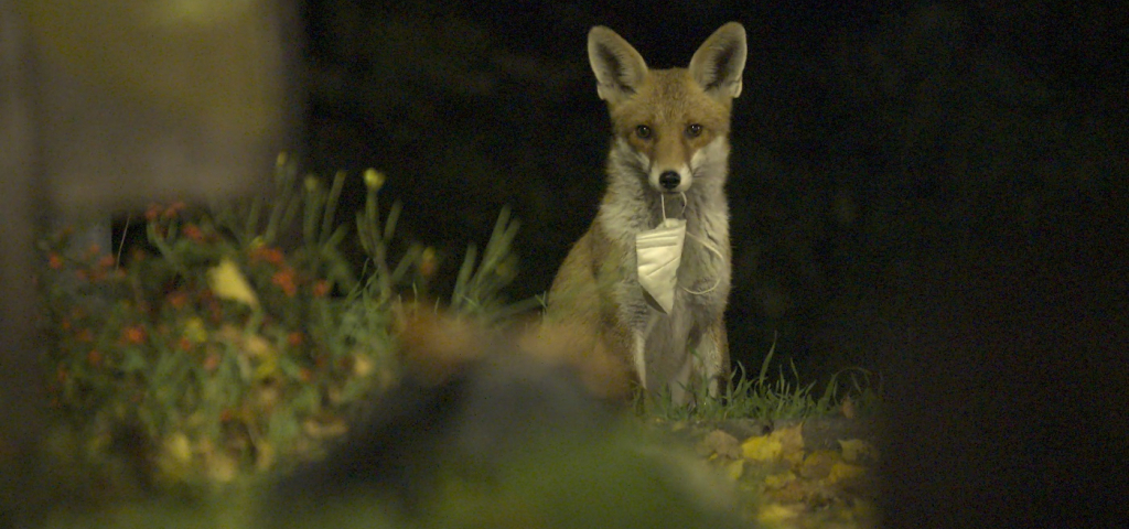Fuchs © Pressebild in one media