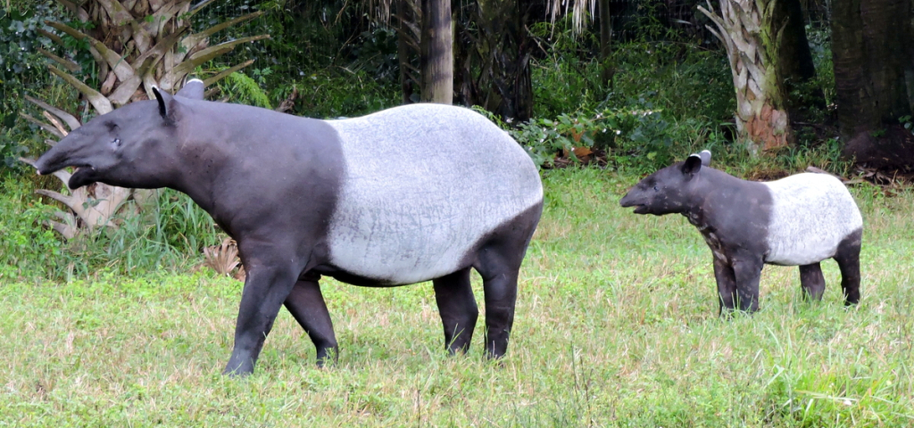 Opel-Zoo
