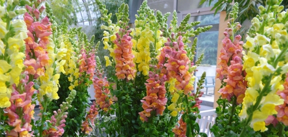 Palmengarten
