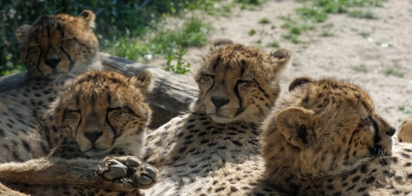 Archiv Opel-Zoo