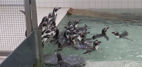 Zoo Frankfurt