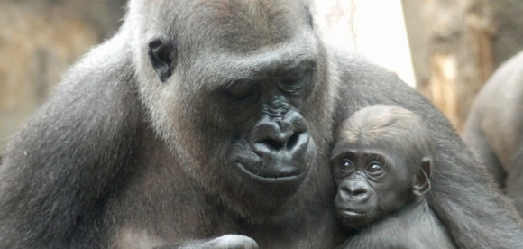 Zoo Frankfurt