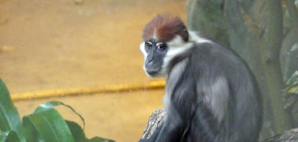 Zoo Frankfurt