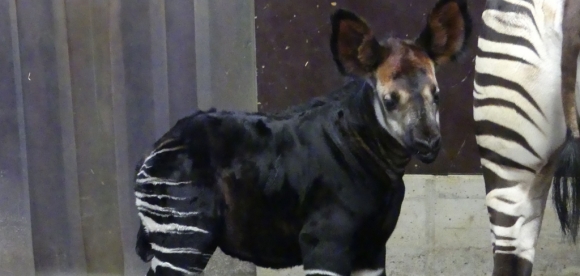 Zoo Frankfurt