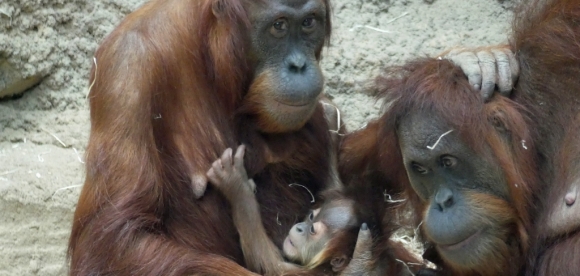 Zoo Frankfurt