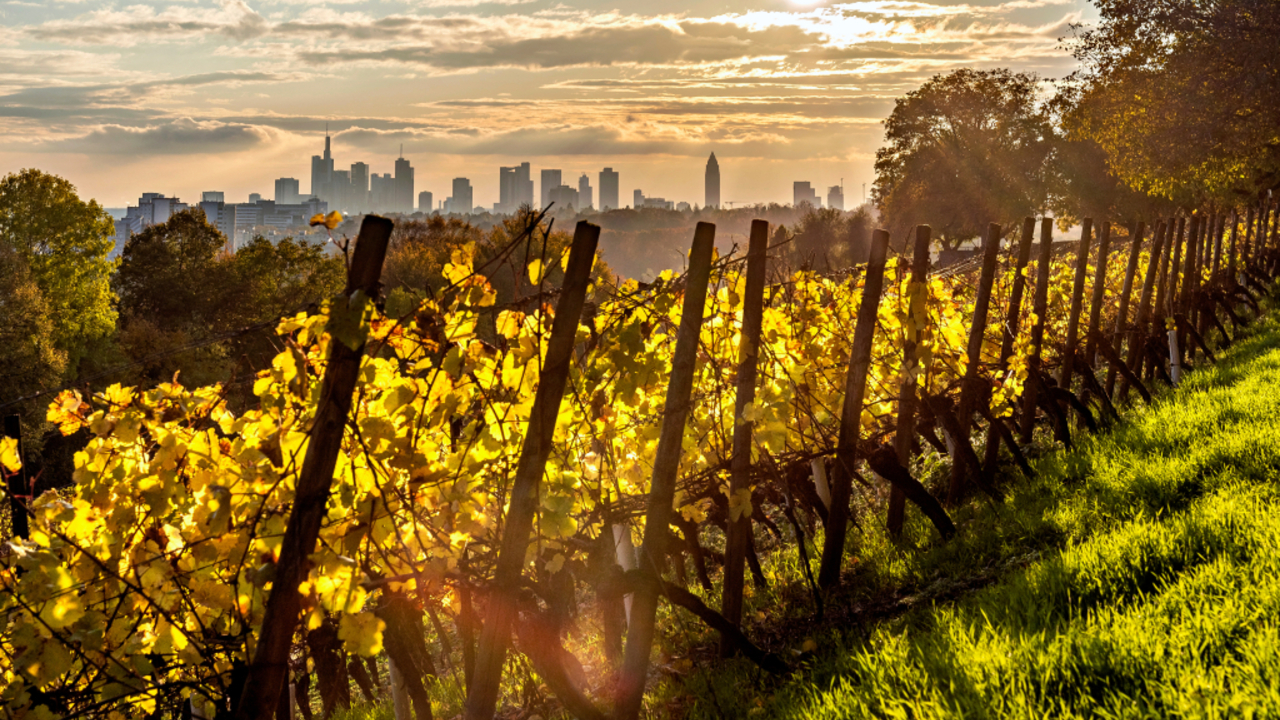 Foto: Weinreben auf dem Lohrberg © Adobestock/helmutvogler