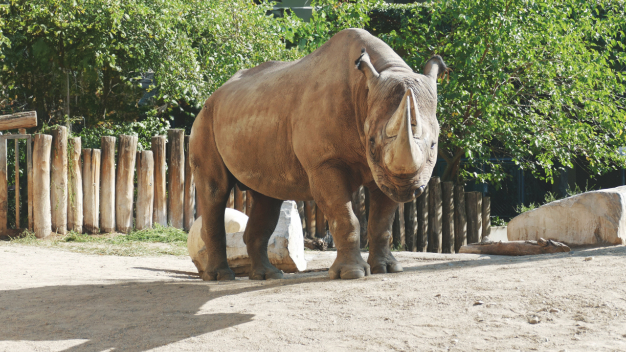 Foto: Im Zoo verstorben: Kalusho, südliche Spitzmaulshörner sind vom Aussterben bedroht © Zoo Frankfurt