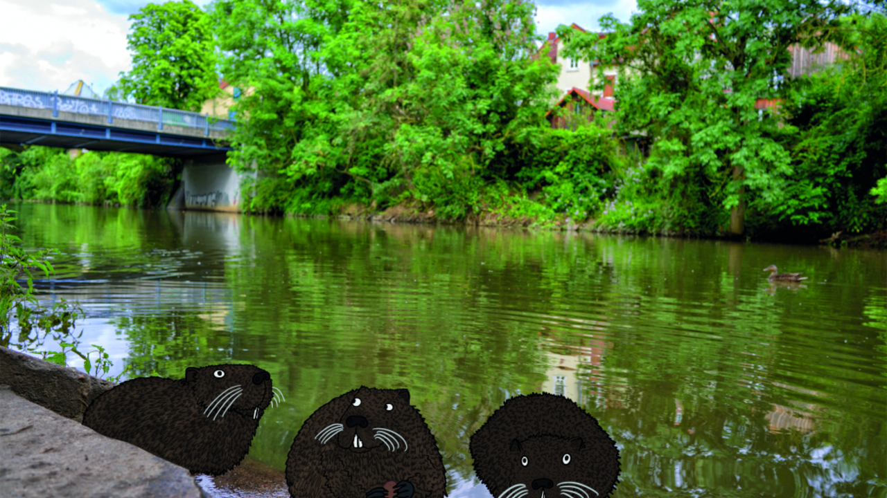 Foto: Nutrias sind häufig an der Nidda © Dirk Ostermeier/Till Taubmann