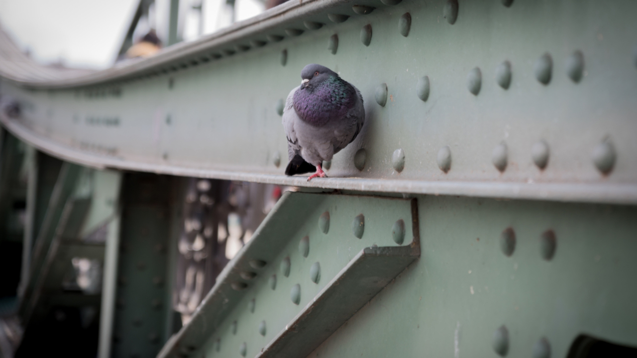 Foto: © Adobestock/ Rossano