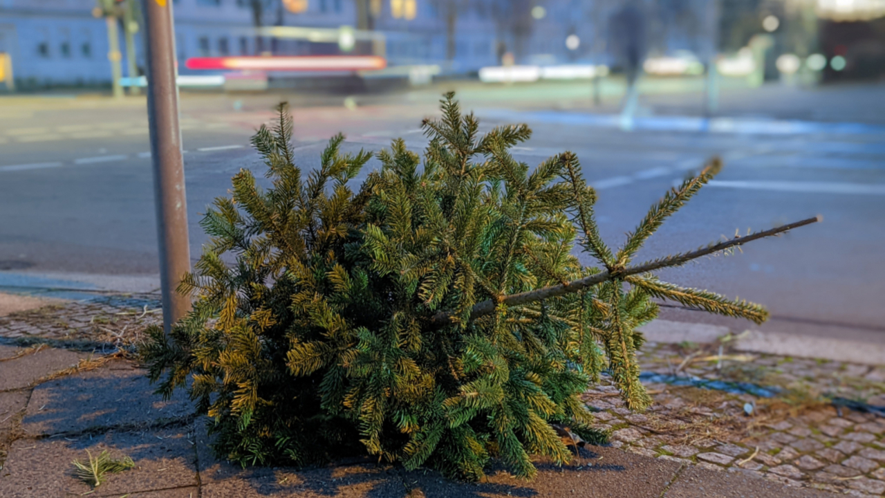Foto: Nach den Festtagen wird der Baum entsorgt © Adobestock/ EmDali