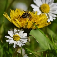 Verleihung des UN-Preises für biologische Vielfalt