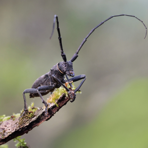 Seltener Käfer im Fechenheimer Wald