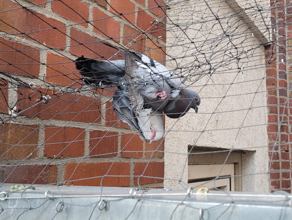 Foto: In manchen Netzen können sich Tauben verfangen © Stadttaubenprojekt
