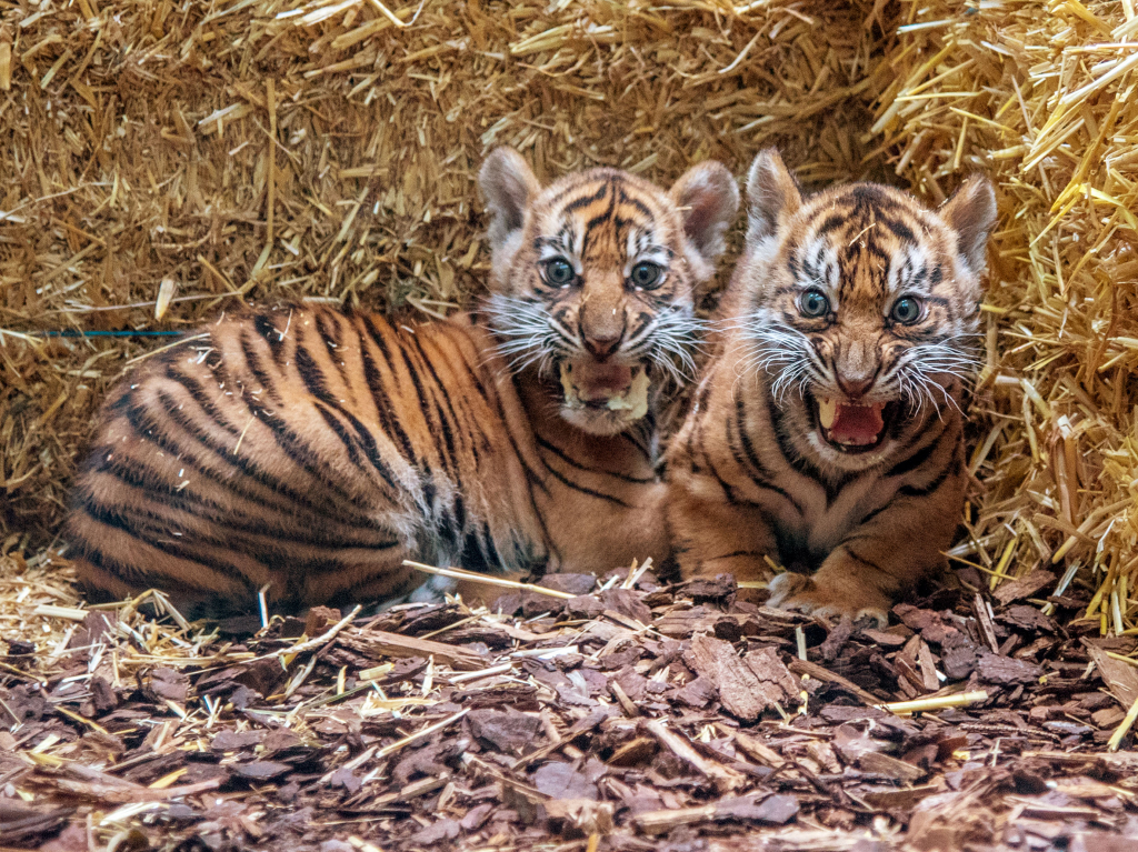 Jurnal Frankfurt News – Kebun binatang akhirnya menampilkan anak harimau