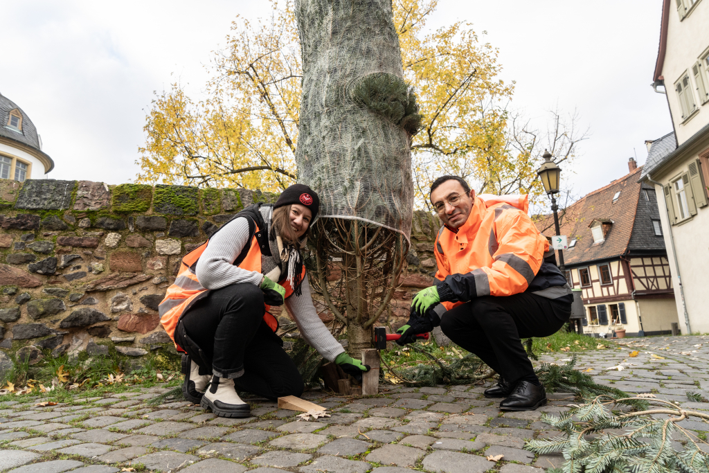 Foto: Ortvorsteherin Susanne Serke und OB Mike Josef beim Aufstellen des Weihnachtsbaums in Höchst © Stadt Frankfurt am Main, Ben Kilb Foto: Ortvorsteherin Susanne Serke und OB Mike Josef beim Aufstellen des Weihnachtsbaums in Höchst © Stadt Frankfurt am Main, Ben Kilb