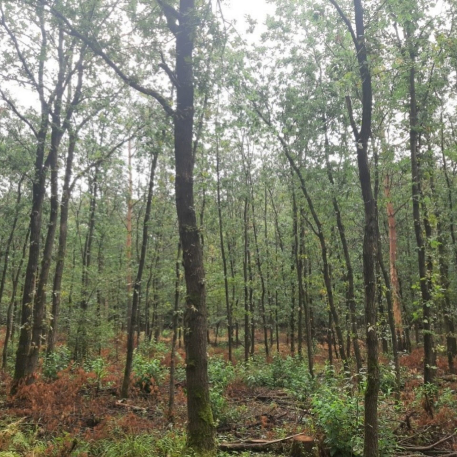 Foto: Dieser junge Eichenbestand im Unterwald leidet unter den trockenen vergangenen Jahren © Grünflächenamt Stadt Frankfurt am Main Foto: Dieser junge Eichenbestand im Unterwald leidet unter den trockenen vergangenen Jahren © Grünflächenamt Stadt Frankfurt am Main