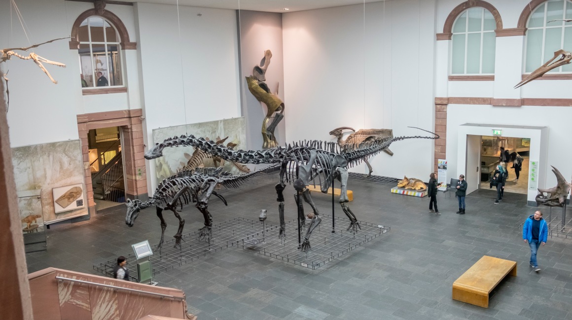 Mehr als 10 000 Ausstellungsstücke sind hier zu sehen, darunter die größte Zahl an Dinosaurier­arten in Deutschland.; Foto: AdobeStock/travelview