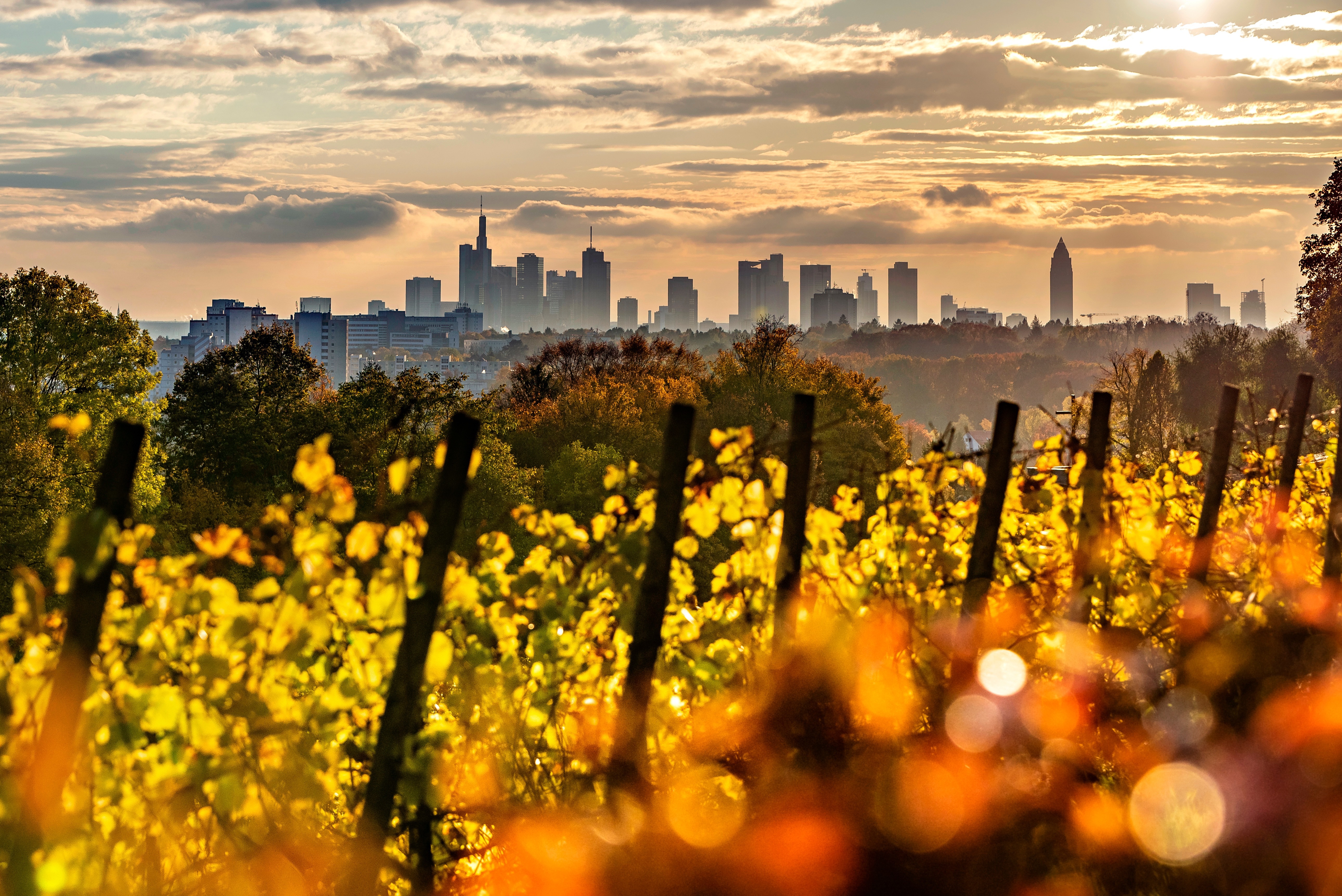  Jedes Jahr können aus den im Lohrpark geernteten Riesling-Trauben rund 10 000 Flaschen Lohrberger Hang Riesling abgefüllt werden., Credit: © AdobeStock/helmutvogler