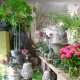 Phoenix Flowers (FOTO Phoenix Flowers)