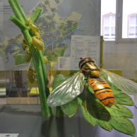 Foto: Foto: Nicklas Bauske, Senckenberg 