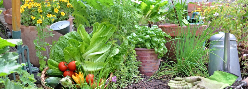 Pflanzen & Garten  (Foto: Adobe Stock - coco) 