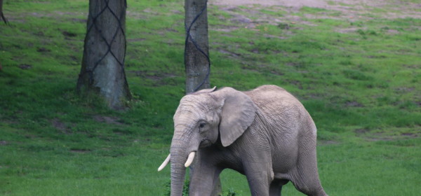 Foto: Archiv Opel-Zoo